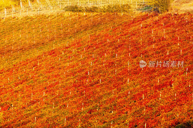 2020年在意大利乡村的Lambrusco Grasparossa - Castelvetro